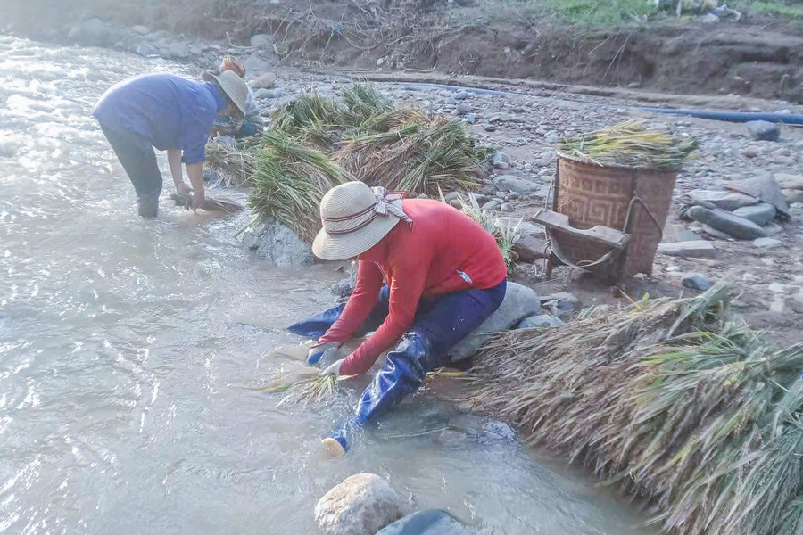 Ông Lương Văn Hóa, Bí thư xã Nhôn Mai cho biết, toàn xã có hơn 20ha lúa vụ Xuân, gần như mất trắng sau trận lũ càn quét qua ít ngày trước. Do ngâm nước lâu nên lúa gặt về khả năng không ăn được, mà chỉ làm thức ăn cho gia cầm. nhoi-long-canh-dan-ban-661749008364.jpg