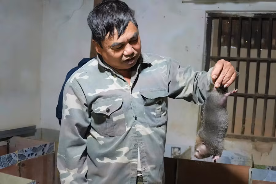 Nuôi dúi giúp nhiều người dân xã Tam Quang, Nghệ An thoát nghèo. 