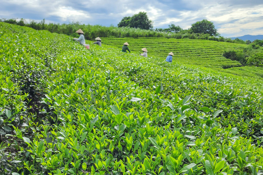 Cánh đồng chè của gia đình ông Đồng. che-anh-son-4.jpg