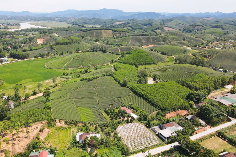 Những đồi chè ở xã Nhân Hòa, Nghệ An.