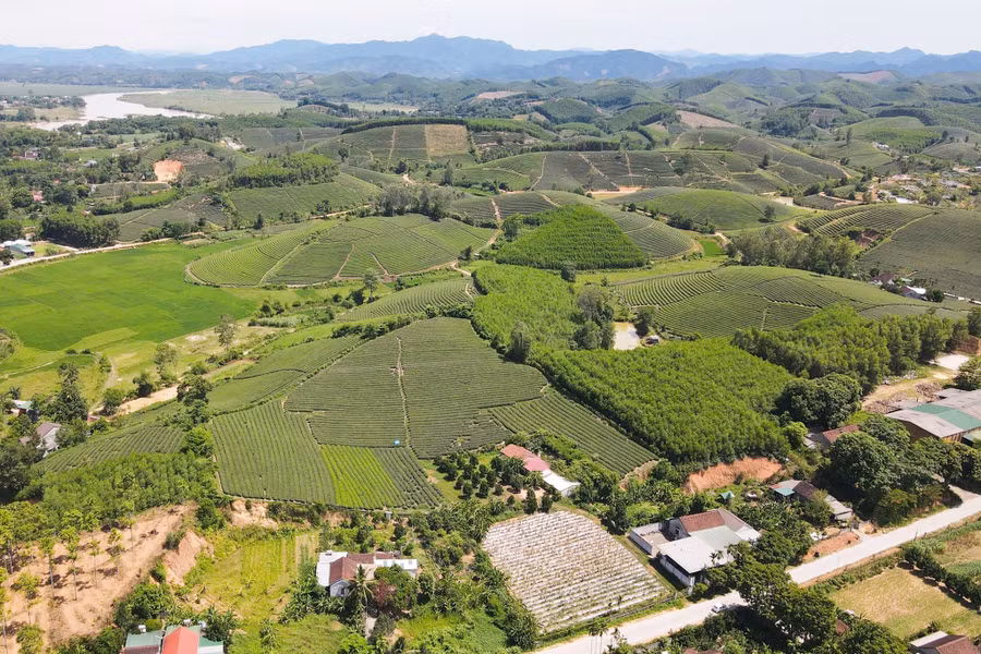 Những đồi chè ở xã Nhân Hòa, Nghệ An.