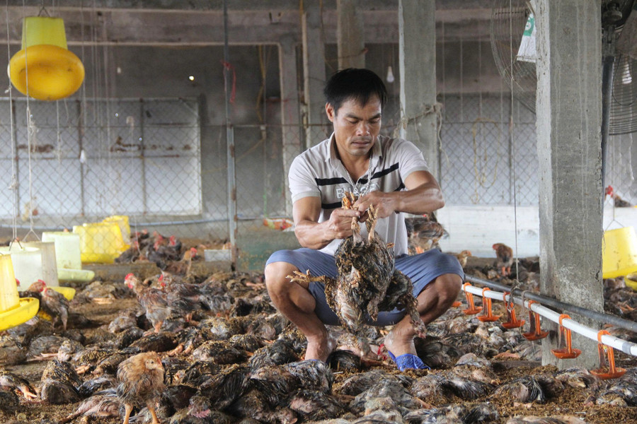 Ngồi bên trang trại, anh Sỹ cho biết gia đình gần như mất trắng sau cơn bão. Khó khăn thêm chồng chất khi trước đó không lâu, bão Kajiki cũng khiến anh thiệt hại 500 triệu đồng. trai-ga-9.jpg