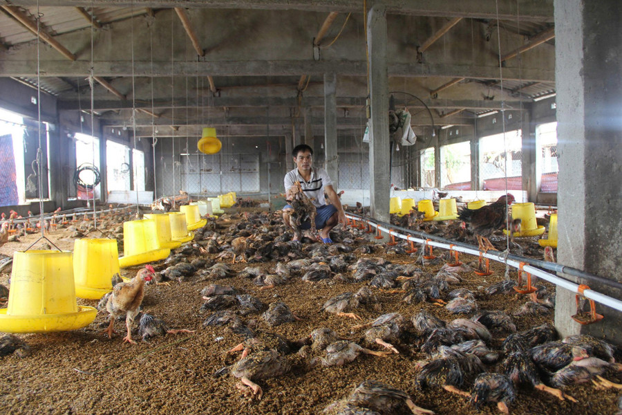 Hai ngày sau khi bão Bualoi quét qua, không khí ảm đạm vẫn bao trùm trang trại gà của gia đình anh Nguyễn Hữu Sỹ (trú tại xã An Châu, Nghệ An). Mái tôn của trại gà bị gió bão làm hư hỏng, dưới nền đất ẩm ướt, xác hàng nghìn con gà nằm ngổn ngang. trai-ga-8.jpg