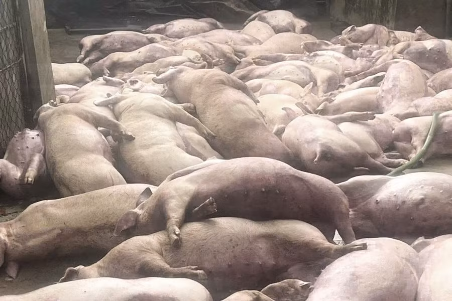 Đàn lợn bị điện giật chết. (Ảnh: Phương Uyên)