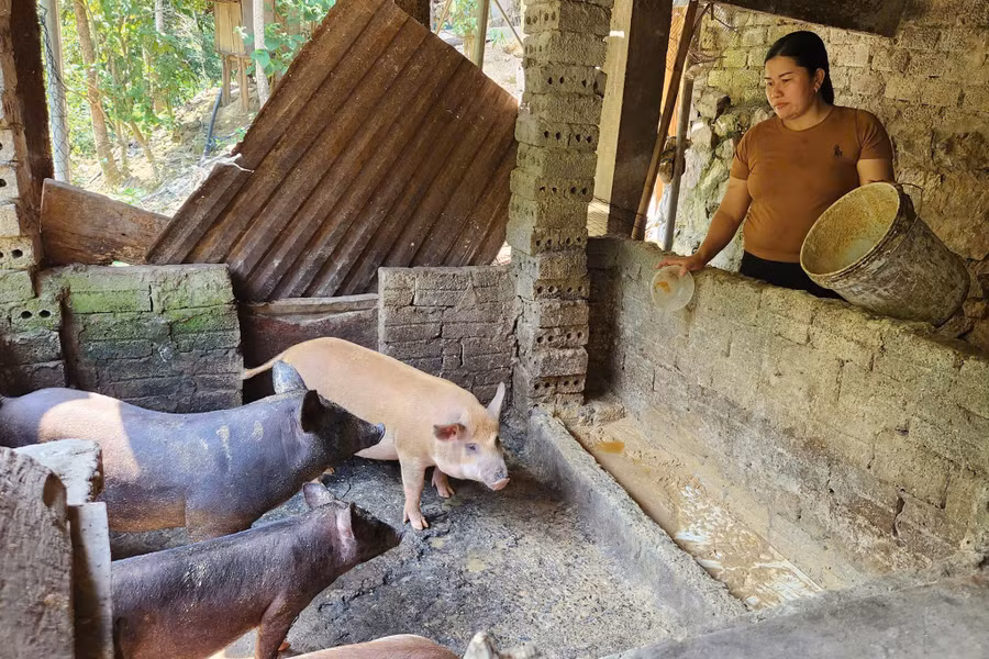 Chị Vi Thị Nhung chăm sóc đàn lợn của gia đình. (Ảnh: Phạm Tâm)