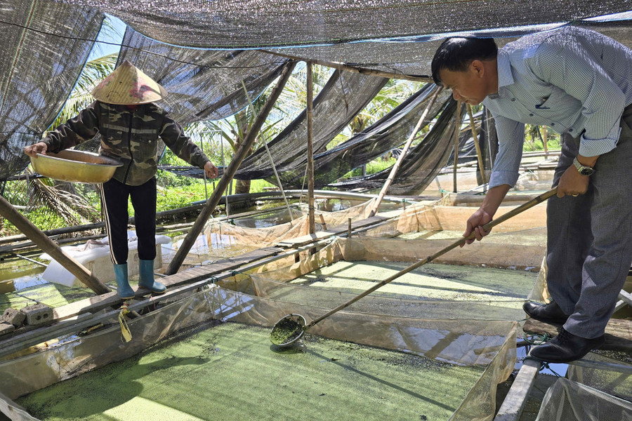 Ốc bươu đen trở thành sinh kế của nhiều người dân xã Bình Minh, Nghệ An. nuoi-oc-1-8929.jpg