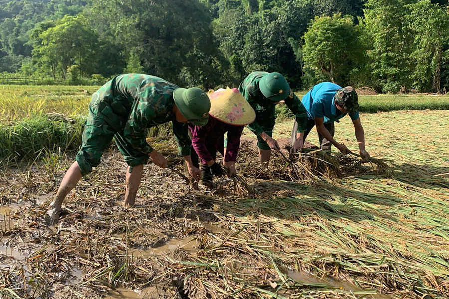 Sau khi tập trung dọn dẹp nhà cửa, khắc phục hậu quả do lũ quét để lại, 2 ngày qua, người dân xã Nhôn Mai tranh thủ thời gian ra ruộng nhặt nhạnh số lúa còn sót lại lẫn trong bùn đất. d422d583d99e6dc0348f.jpg