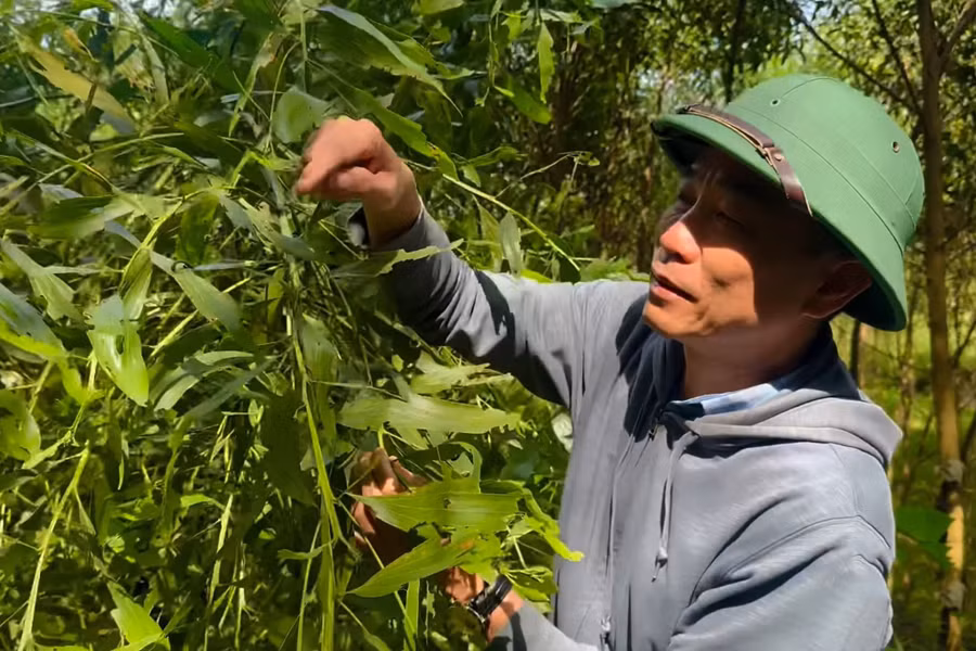 Sâu đo khiến nhiều diện tích keo bị ảnh hưởng. (Ảnh: Cẩm Tú)