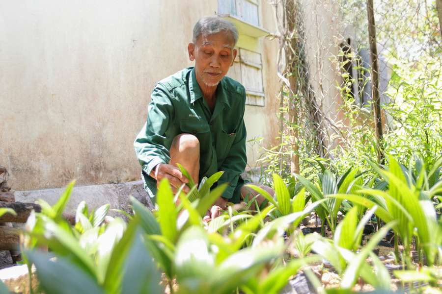 Ông Vinh nhân giống, trồng xen gối cau non dưới những tán cau già. cay-cau-4.jpg