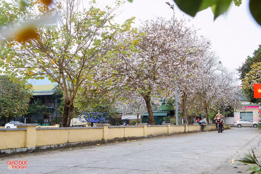 Hoa ban bung nở ở huyện Tương Dương, Nghệ An.