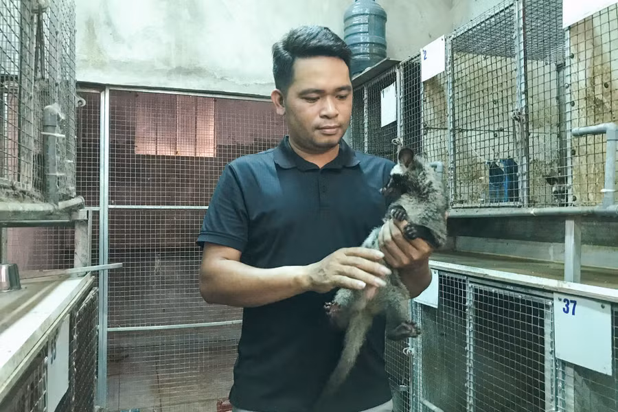 Mô hình nuôi chồn hương của anh Phạm Viết Phi. (Ảnh: Phạm Tâm)