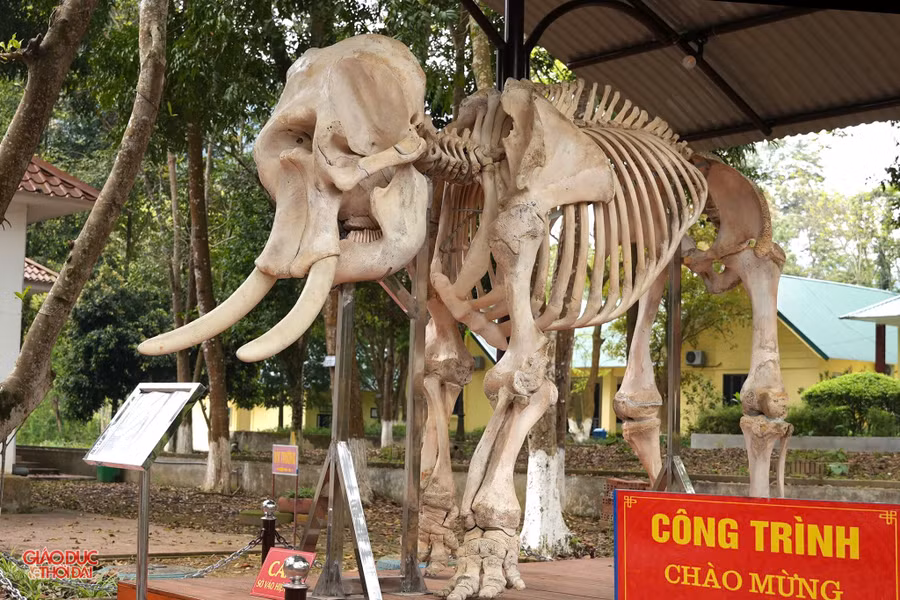 Bộ xương voi trưng bày ở Vườn Quốc gia Pù Mát. (Ảnh: Phạm Tâm)