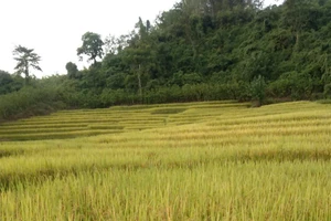 Cánh đồng Mường Toong.