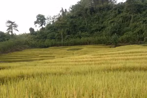 Cánh đồng Mường Toong.