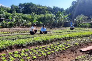 Mỗi gia đình duy trì 1 vườn rau xanh.