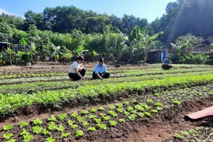 Mỗi gia đình duy trì 1 vườn rau xanh.