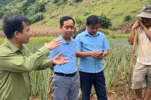 Ông Nguyễn Văn Bách, Chủ tịch UBND xã Pú Nhung (ngoài cùng bên trái) thăm mô hình trồng dứa tại địa phương.