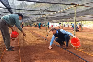 Cán bộ, đảng viên và nhân dân xã Mường Chà xuống giống ươm 600 kg hạt giống cây cà phê nhằm chuẩn bị nguồn giống phục vụ trồng mới trong năm 2026.