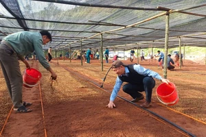 Cán bộ, đảng viên và nhân dân xã Mường Chà xuống giống ươm 600 kg hạt giống cây cà phê nhằm chuẩn bị nguồn giống phục vụ trồng mới trong năm 2026.