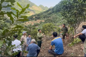 Ông Nguyễn Văn Bách - Chủ tịch UBND xã Pú Nhung (đứng giữa) tuyên truyền cho nhân dân tại thực địa.