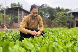 Mô hình "Nhà sạch, cổng đẹp, vườn xanh" được triển khai rộng khắp.