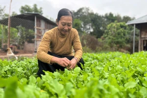 Mô hình "Nhà sạch, cổng đẹp, vườn xanh" được triển khai rộng khắp.