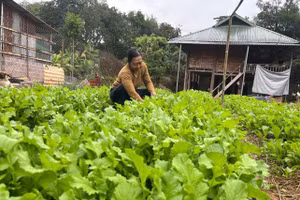 Câu chuyện giảm nghèo những năm gần đây không chỉ gắn với việc được hỗ trợ gì, mà quan trọng hơn là người dân hiểu và sử dụng chính sách như thế nào.