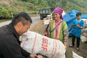 Người dân phấn khởi khi sắn được mùa.