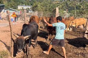 Ông Páo kiểm tra đàn bò của gia đình.