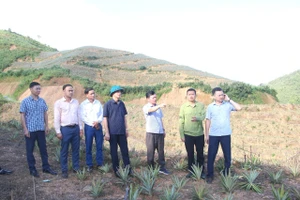 Ông Tạ Mạnh Cường, Bí thư Đảng ủy xã Búng Lao (thứ 3 bên phải) cùng đoàn công tác của xã thăm mô hình dứa của Nhân dân.