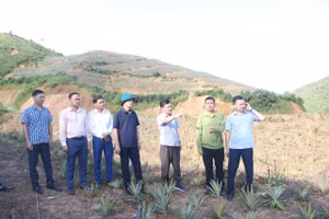 Ông Tạ Mạnh Cường, Bí thư Đảng ủy xã Búng Lao (thứ 3 bên phải) cùng đoàn công tác của xã thăm mô hình dứa của Nhân dân.