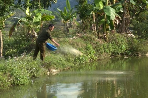 Ông Lường Văn Tâm cho cá ăn.