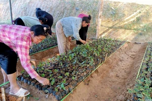 Học viên thực hành làm bầu đất ươm cây giống.