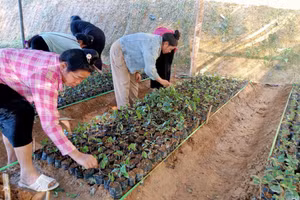 Học viên thực hành làm bầu đất ươm cây giống.