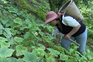 Chị Hà chăm sóc vườn bí.