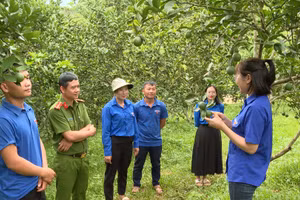 Đoàn viên thanh niên xã Mường Mùn tham quan mô hình vườn Cam của chị Mai.
