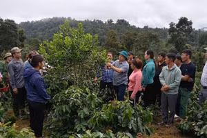 Nhờ triển khai đồng bộ các phần việc thuộc Chương trình MTQG, tỷ lệ hộ nghèo đa chiều của Quài Tở giảm bình quân 4,53% mỗi năm.