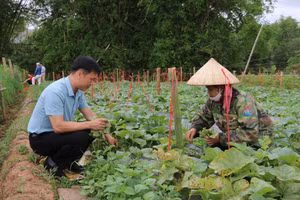 Giống dưa lê "siêu ngọt" giúp nhiều hộ nông dân vươn lên thoát nghèo.