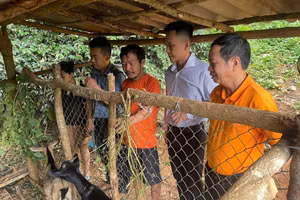 Xã Nậm Nèn phối hợp với Chương trình vùng Mường Chà 2 thăm mô hình nuôi dê của gia đình ông Lò Văn Trang, bản Phiêng Đất A.