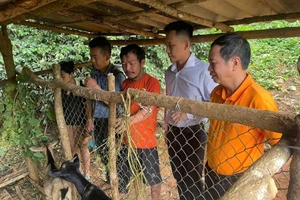 Xã Nậm Nèn phối hợp với Chương trình vùng Mường Chà 2 thăm mô hình nuôi dê của gia đình ông Lò Văn Trang, bản Phiêng Đất A.