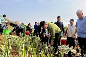 Cán bộ, đảng viên và nhân dân xã Mường Pồn tham gia Lễ phát động triển khai trồng dứa thực hiện các dự án hỗ trợ phát triển sản xuất thuộc Chương trình mục tiêu quốc gia năm 2025 trên địa bàn xã.