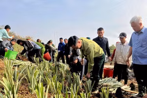 Cán bộ, đảng viên và nhân dân xã Mường Pồn tham gia Lễ phát động triển khai trồng dứa thực hiện các dự án hỗ trợ phát triển sản xuất thuộc Chương trình mục tiêu quốc gia năm 2025 trên địa bàn xã.