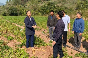 Ông Tạ Văn Sơn, Bí thư Đảng ủy xã Mường Nhé (ngoài cùng bên trái) thăm mô hình trồng khoai tây của nhân dân địa phương.