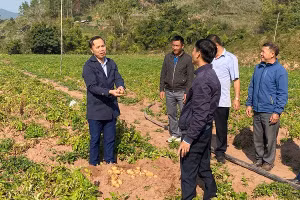 Ông Tạ Văn Sơn, Bí thư Đảng ủy xã Mường Nhé (ngoài cùng bên trái) thăm mô hình trồng khoai tây của nhân dân địa phương.