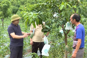 Cán bộ xã Rạng Đông kiểm tra mô hình trồng Xoài của người dân.