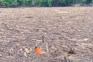 Lực lượng cứu hộ, cứu nạn Công an tỉnh Điện Biên vẫn dầm mình dưới dòng suối với ngổn ngang củi khô tìm kiếm nạn nhân mất tích, (Ảnh: Công an Điện Biên)