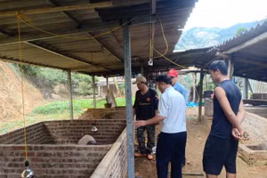 Lớp dạy nghề chăn nuôi tổ chức tại xã Xa Dung, tỉnh Điện Biên.