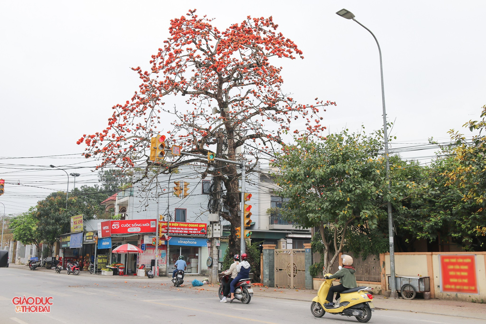Người dân đi qua ai cũng phải ngước nhìn vẻ đẹp của cây hoa gạo. (Ảnh: Phạm Tâm). hoagao5.jpg