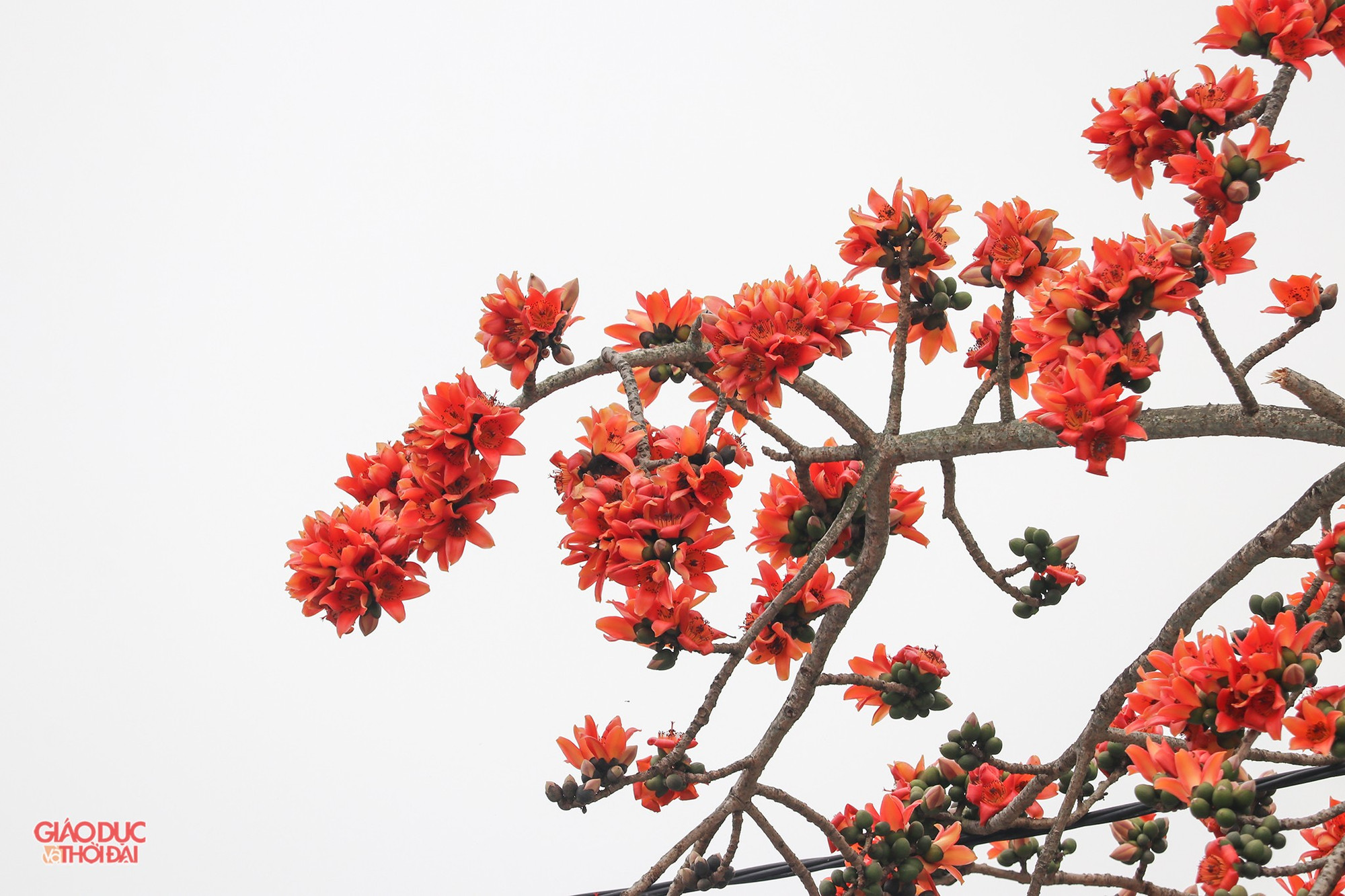 Mùa hoa gạo báo hiệu mùa Xuân sắp đi qua, chuẩn bị bước sang mùa Hè. (Ảnh: Phạm Tâm). hoagao7.jpg