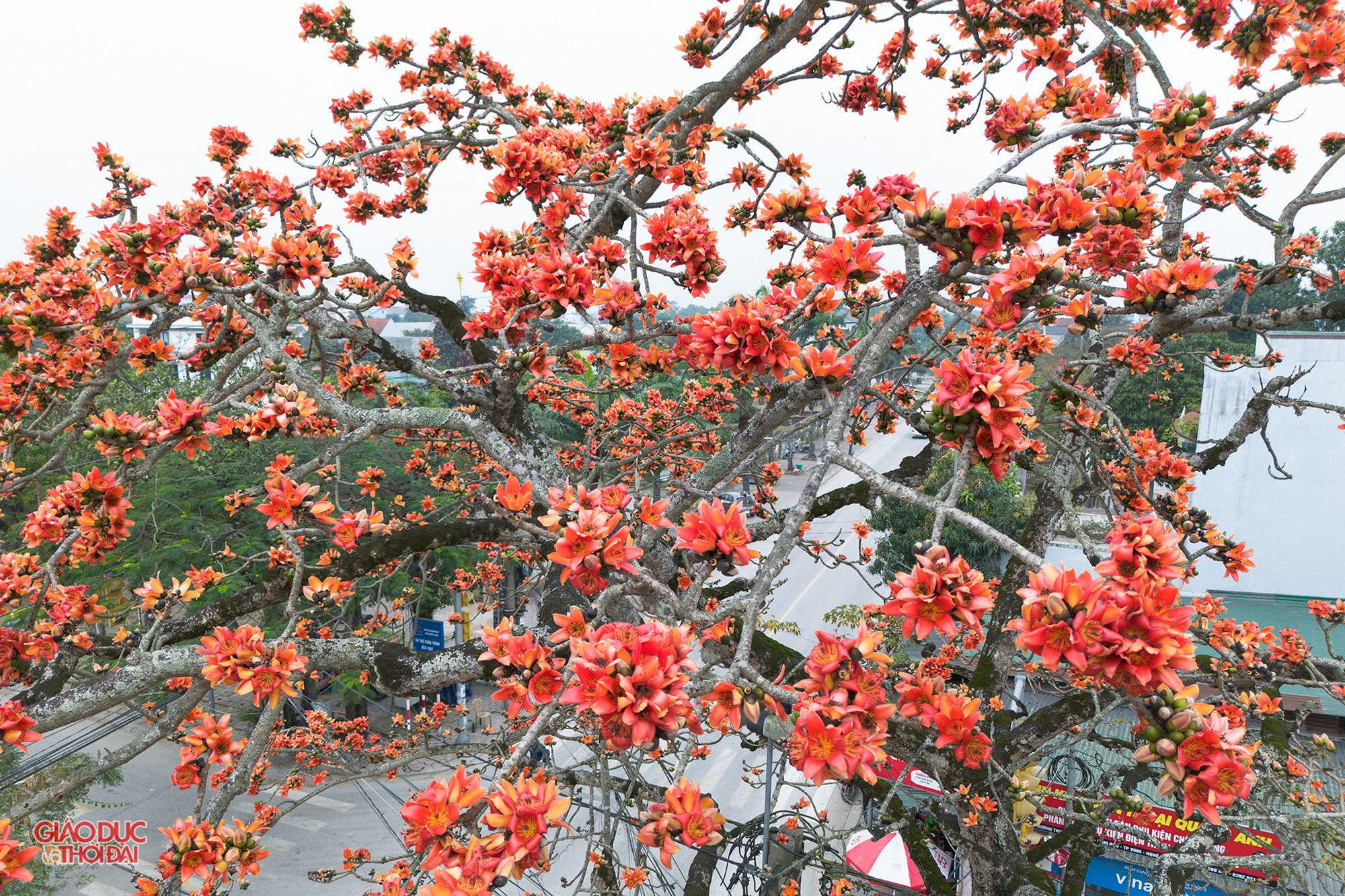 Cây hoa gạo cổ thụ ở Nghệ An. (Ảnh: Phạm Tâm)